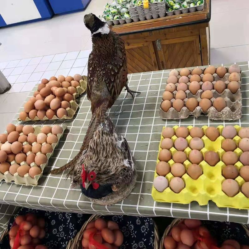 Mesin pembuat baki kertas bekas berkapasitas besar untuk baki buah baki telur